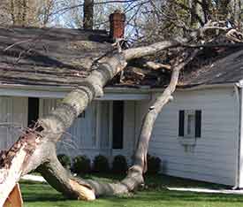 fallen tree damaging roof